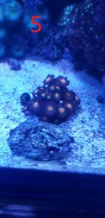 zoa5.jpg
