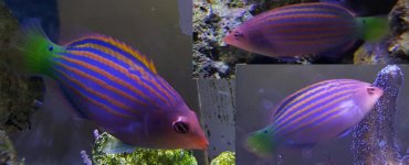 Six Line Wrasse.jpg