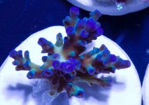 blue tenuis.jpg