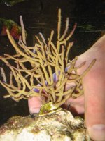 Purple Gorgonia _IMG.jpg