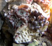 6 HEADS WITH ZOOS .jpg