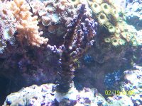 Blue_Tort_2.jpg