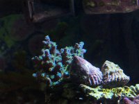 Blue_Tort_3.jpg