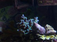 Blue_Tort_4.jpg