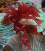 bubble algae.jpg