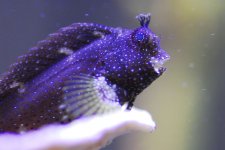 blenny.jpg