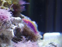 Fairywrasse.JPG