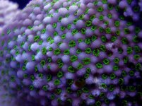 Super%20Green%20Polyp%20Monti.jpg