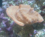 Montipora undata.jpg
