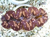 brownw-pattern.jpg