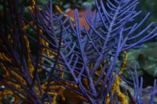 Gorgonians 001.jpg