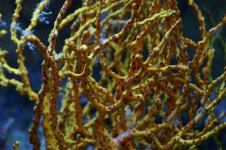 Gorgonians 002.jpg