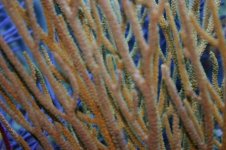 Gorgonians 003.jpg