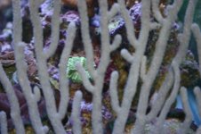 Gorgonians 008.jpg