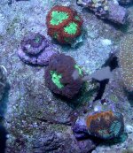 blastos andrainbow.jpg