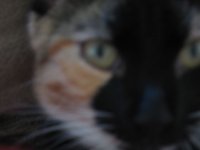 fierce marv.jpg