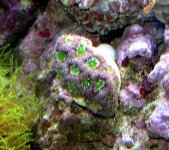 green eye micros 1 .jpg