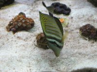 June12007Tank054.jpg