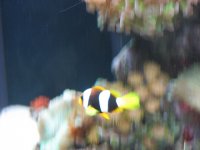 June12007Tank052.jpg