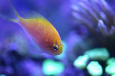 AAAAA MY FISH 003.jpg