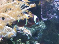 June12007Tank046.jpg