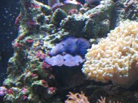 June12007Tank034.jpg
