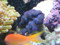 June12007Tank035.jpg