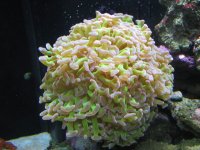 June12007Tank042.jpg
