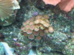 June12007Tank040.jpg