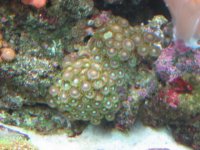 June12007Tank039.jpg
