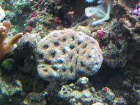 June12007Tank038.jpg