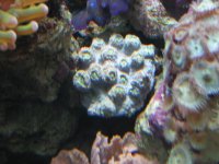 June12007Tank037.jpg