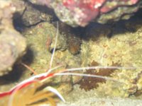 Kuya's Reef Tank 020.jpg