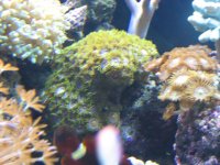 June12007Tank032.jpg