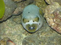 7-22-07corals-fish123.jpg