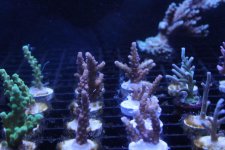 IMG_7917.jpg