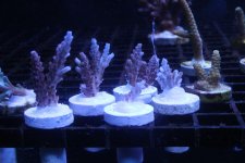 IMG_7925.jpg