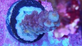 IMG_20171214_173359.jpg