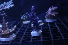 IMG_7928.jpg