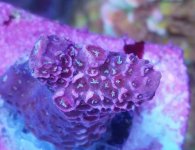 IMG_20171214_173343.jpg
