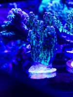 IMG_0132.jpg