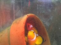 clownfish eggs.JPG