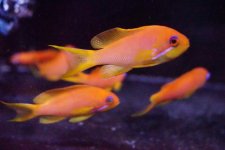 fish 2.jpg