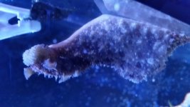 Seahare1.jpg