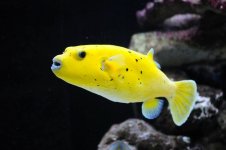 GOLDEN PUFFER.jpg