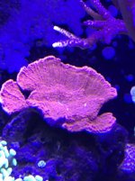 IMG_2596.jpg