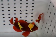 Screen Shot 2017-02-22 at 9.55.03 AM.jpg