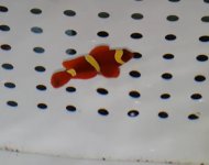 Screen Shot 2017-02-22 at 9.57.29 AM.jpg