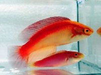 Flame wrasse pair 2-2011.jpg