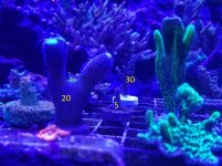 coral1.jpg